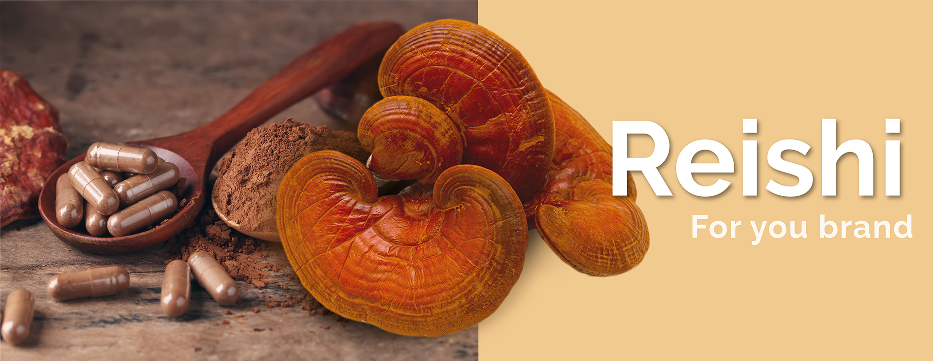 Reishi extract